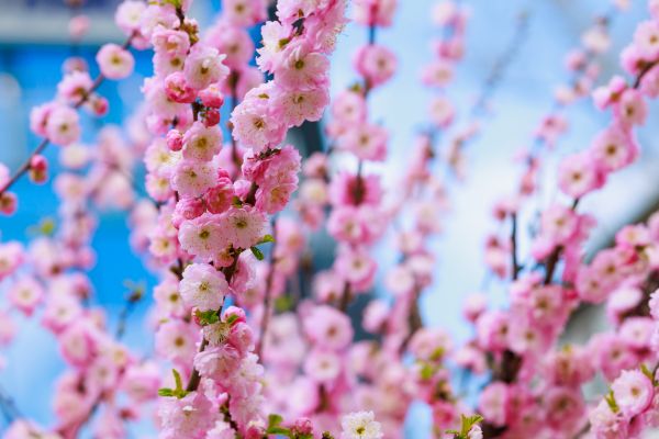 Japanese Cherry Tree Planting in Mesa