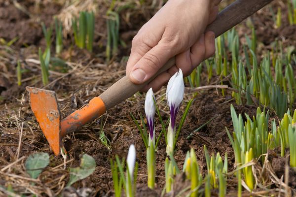 Flower Garden Weeding in Mesa