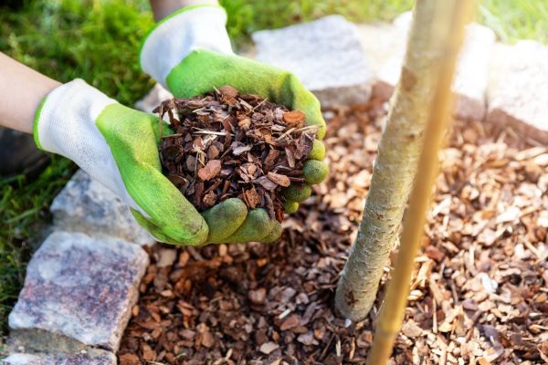 Tree Bark Delivery in Mesa