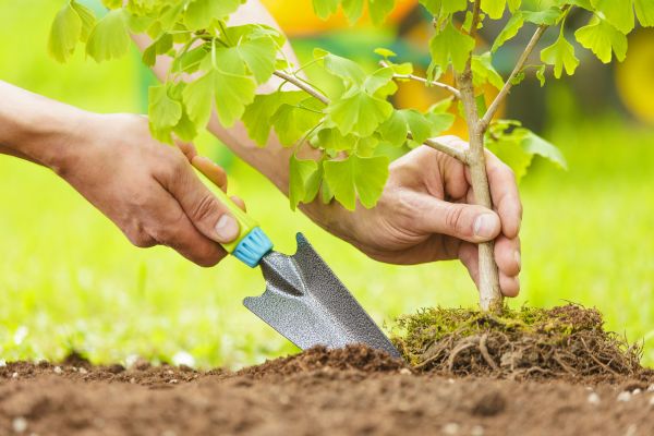 Fruit Tree Planting in Mesa