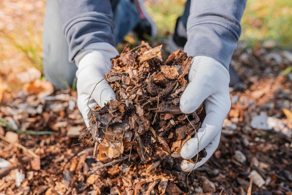 Shredded Mulch Installation in Mesa
