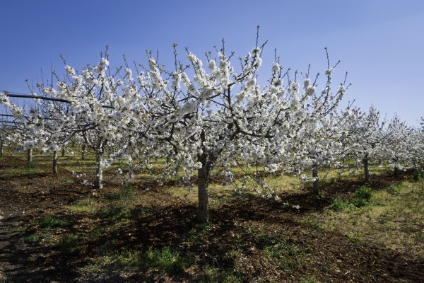 Orchard Planting in Mesa