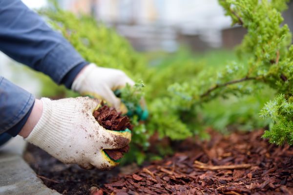 Springtime Mulching