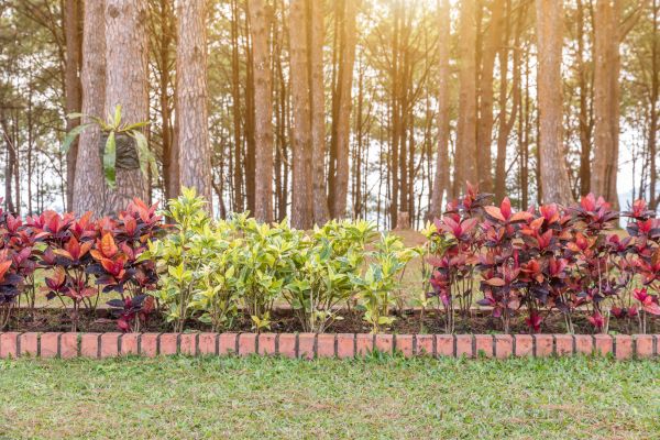 Small Garden Landscaping in Mesa
