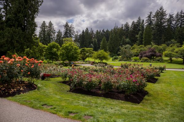 Flower Garden Landscaping in Mesa