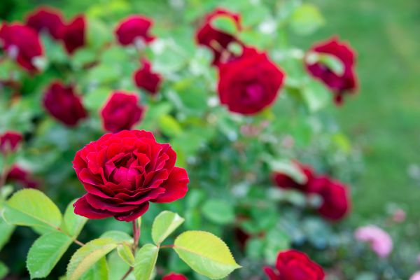 Rose Planting in Mesa