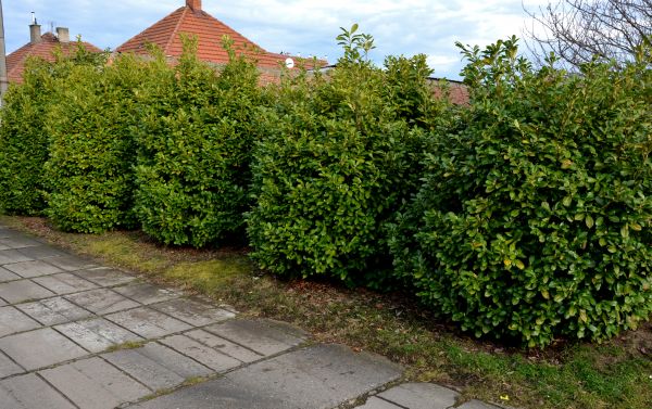 Privacy Shrub Installation in Mesa