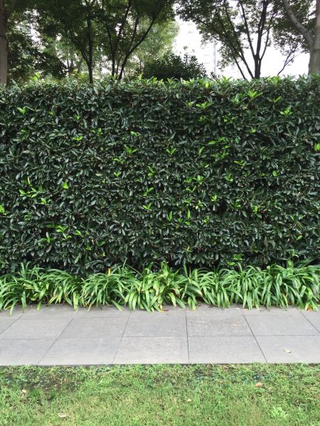 Privacy Shrub Planting in Mesa