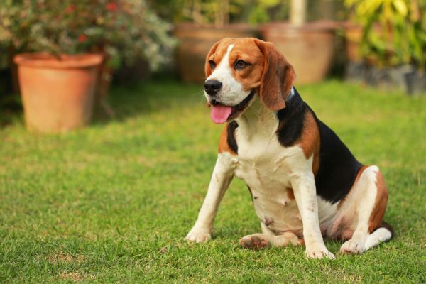 Dog Friendly Landscaping in Mesa