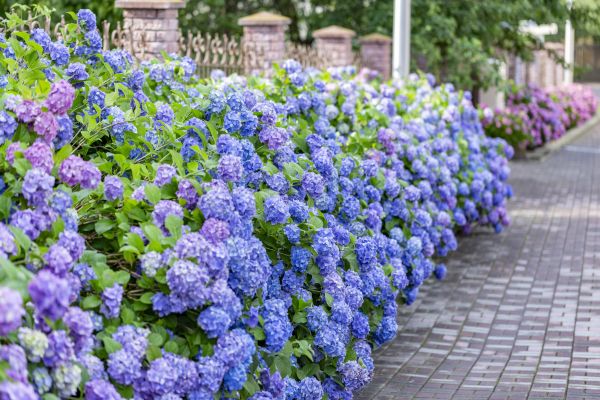 Hydrangea Landscaping in Mesa