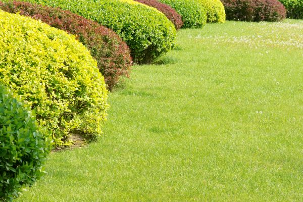 Shrubbery Planting in Mesa