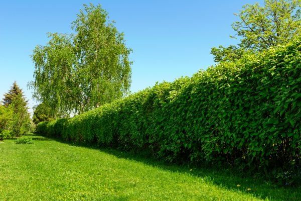 Hedge Replacement in Mesa