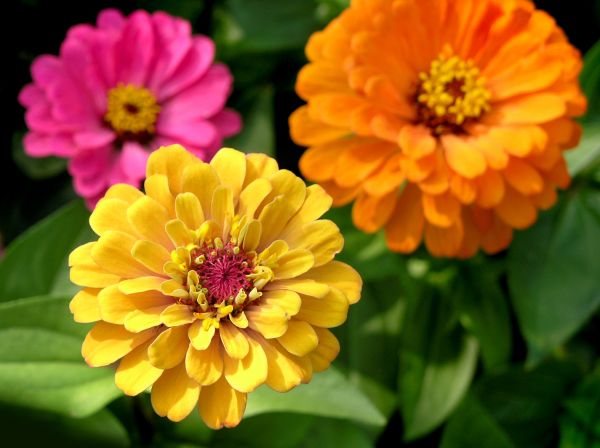 Zinnia Planting in Mesa