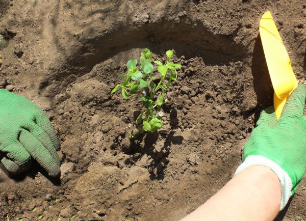 Rose Bush Planting in Mesa