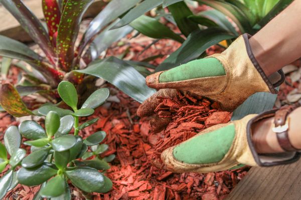 Residential Mulching in Mesa