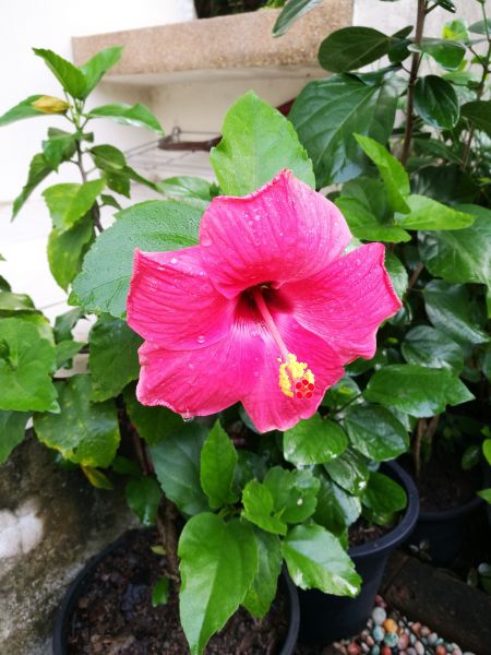 Hibiscus Planting in Mesa