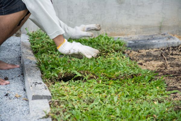 Ground Cover Planting in Mesa