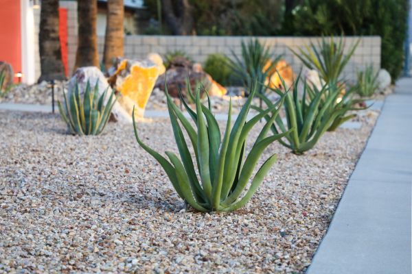 Drought Resistant Landscaping in Mesa