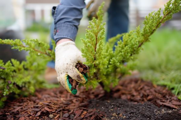 Church Mulching in Mesa