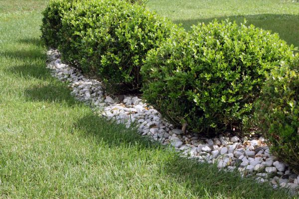 Boxwood Planting in Mesa