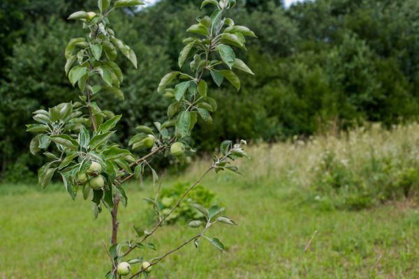 Apple Tree Planting in Mesa