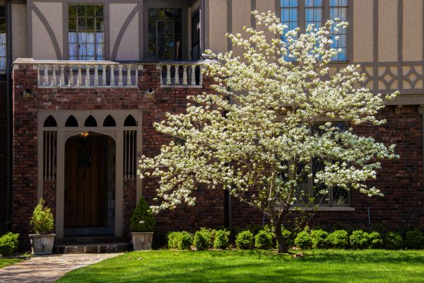 Dogwood Tree Planting in Mesa